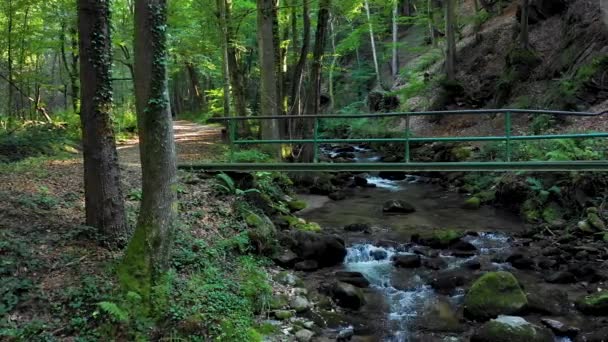 Гірська річка, що протікає через камені і валуни в лісі — стокове відео