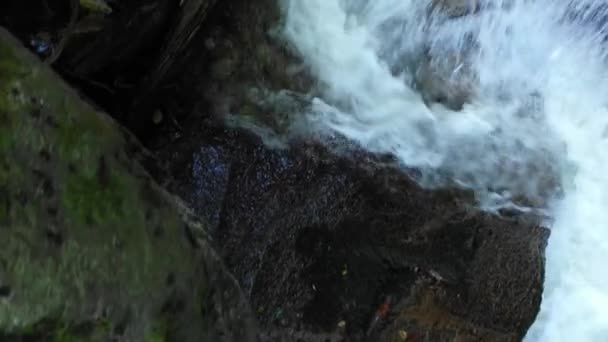 Гірська річка, що протікає через камені і валуни в лісі — стокове відео
