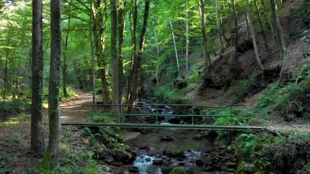 Sungai pegunungan mengalir di atas batu dan batu-batu di hutan — Stok Video