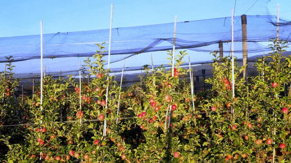 Apple plantation, meyve bahçesi ile dolu koruma için net anti — Stok fotoğraf