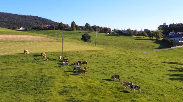 Catlle herd grazing on mountain pasture, aerial footage — Stock Photo, Image