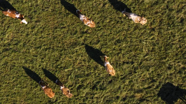 Katzenherde weidet auf der Alm, Luftaufnahmen — Stockfoto