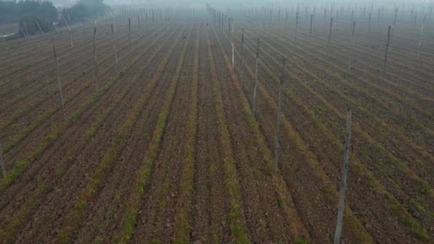 Morning mist above hops field in autumn — Stock Video