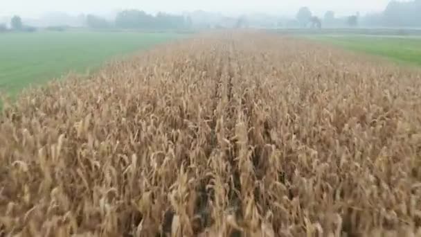 Кукурузное поле туманным осенним утром — стоковое видео