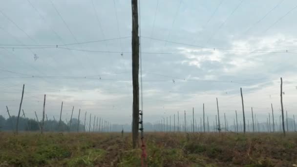 Низкоугольное панорамное видео хмелевого поля ранним осенним утром — стоковое видео