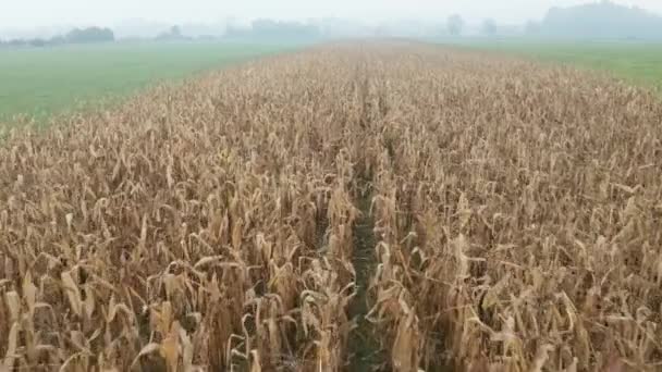 Vliegen boven de stengels van maïs op de boerderij tijdens een vroege mistige herfst ochtend — Stockvideo