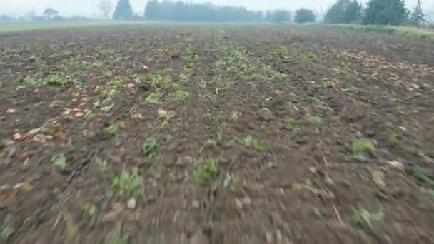 Drone πετώντας πάνω από την ploved, κατατίθεται στη το πρωί — Αρχείο Βίντεο