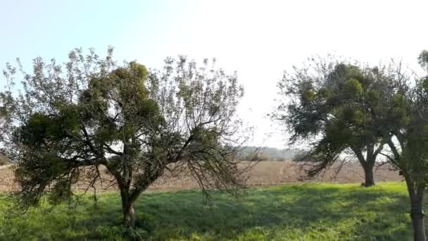 Panning vista aérea de uma árvore em uma colina com um campo de cultivo no fundo na paisagem eslovena — Vídeo de Stock