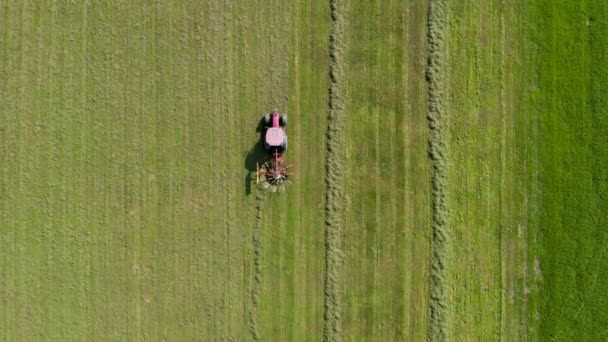 Red tractor windrowing hay, top down aerial view — Stock Video