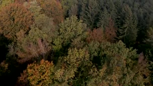 Aerial view on treetops andd autumn foliage — Stock Video