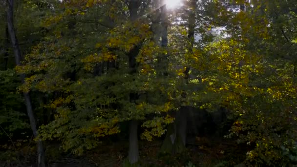 Rising aerial shot of tall majestic yellow and green trees with sun flares through the foliage — Stock Video