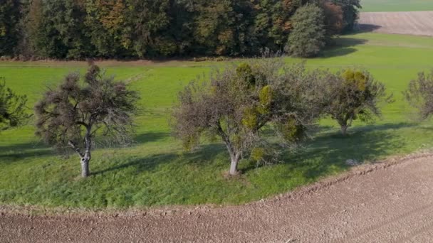 Luchtfoto op oude boomgaard met bomen bedekt met Maretak — Stockvideo