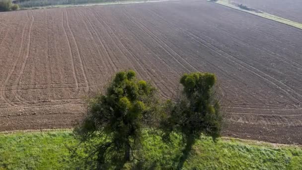 ヤドリギで覆われた木の古い果樹園の空中写真 — ストック動画