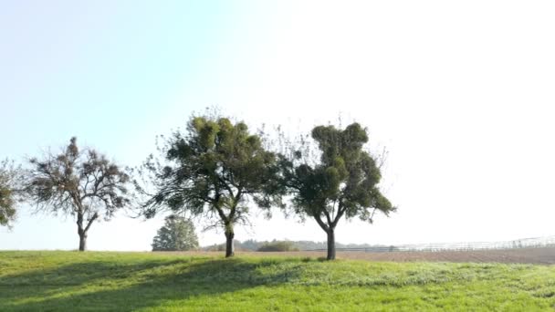 Aerial view on old orchard with trees covered in mistletoe — Stock Video