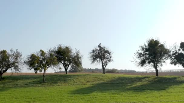 Vue aérienne sur un vieux verger avec des arbres couverts de gui — Video