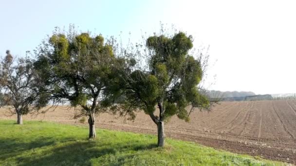 Ökseotu içinde havadan görünümü üzerinde eski meyve ağaçları ile kaplı — Stok video