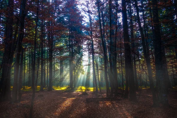 Beams of light in autumn forest — Stock Photo, Image