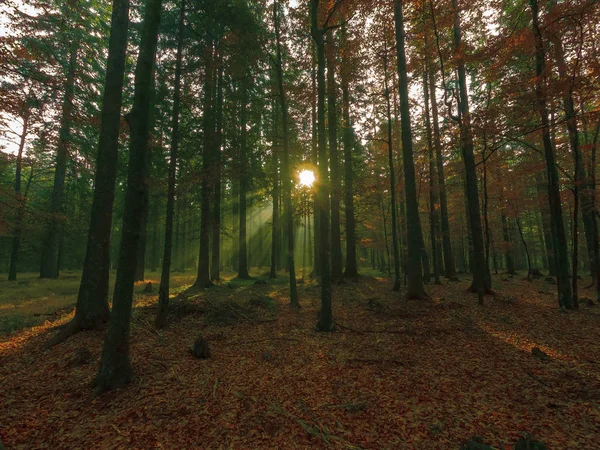 Vigas de luz en el bosque otoñal —  Fotos de Stock