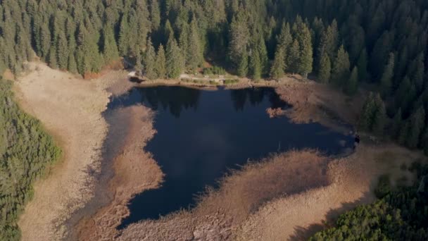 Lago negro e pântanos, floresta no fundo na montanha Pohorje, Eslovênia — Vídeo de Stock