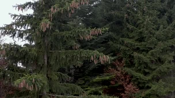 Crane shot of spruce tree with lots of cones — Stock Video