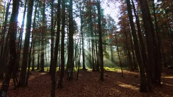 Feixes de luz na floresta de outono — Vídeo de Stock