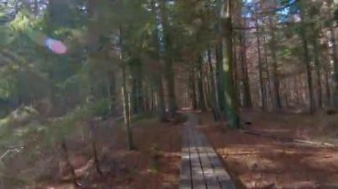 Koşma, patika ormanda koşu ilk kişi görünümü