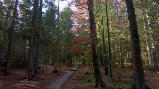 Vue à la première personne marchant sur un sentier à travers les bois — Video