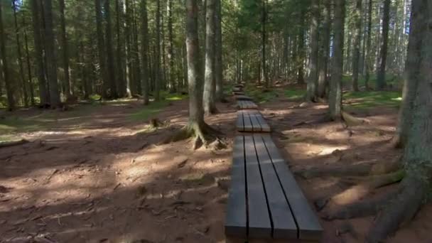 Escursioni nel bosco in passerella — Video Stock