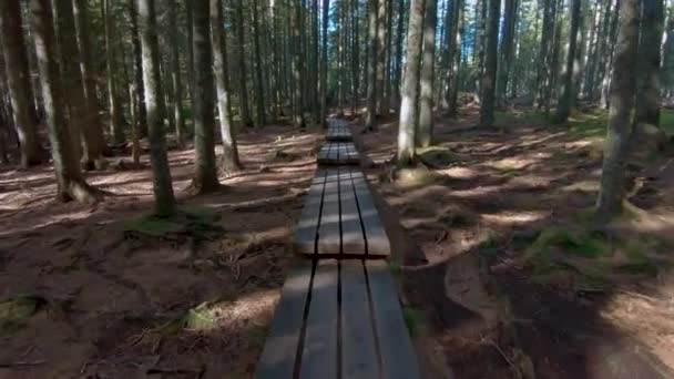 Gyalogos erdőben footbridge — Stock videók