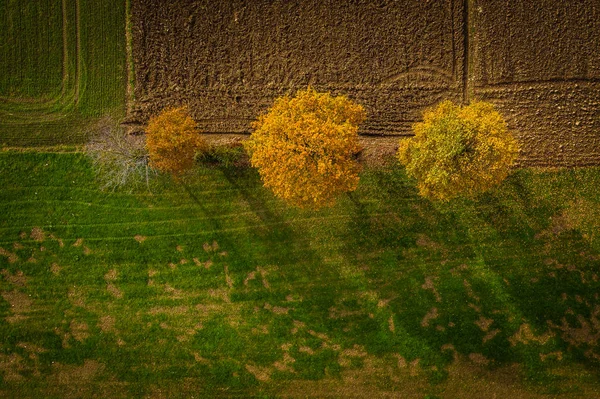 Aerial shot of trees in hedgerow, vibrant autumn foliage — Stock Photo, Image