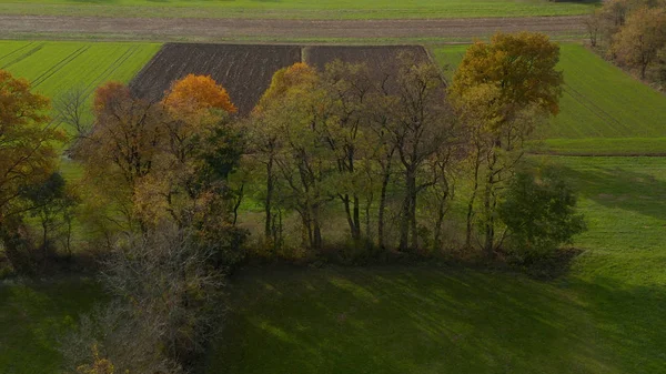 Aerial shot of trees in hedgerow, vibrant autumn foliage — Stock Photo, Image