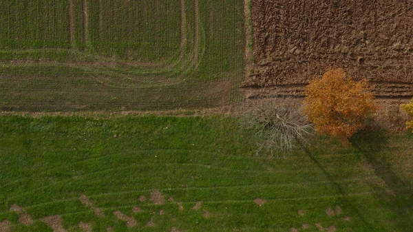 Colpo aereo di alberi in siepe, vibrante fogliame autunnale — Foto Stock