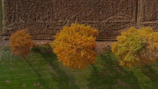 Tiro aéreo de árvores em hedgerow, folhagem de outono vibrante — Vídeo de Stock