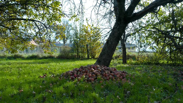 Montón de manzanas debajo de un manzano en un huerto — Foto de Stock