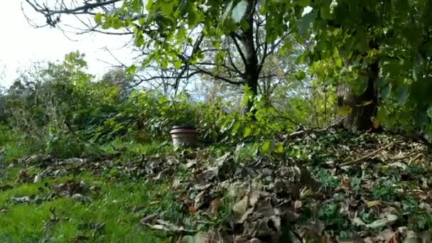 Сад в сільській місцевості восени, безпілотник літає над травою, уникаючи кущів і перемішуючи опале листя — стокове відео