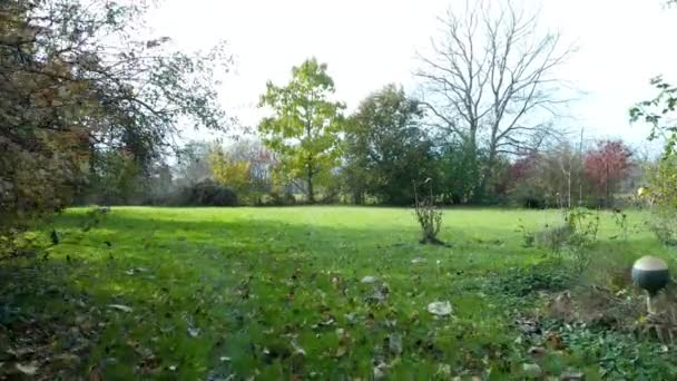 Jardin de campagne en automne, drone volant au-dessus de l'herbe, évitant les buissons et agitant les feuilles tombées 