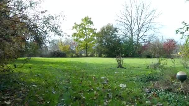 Countryside garden in autumn, drone flying above the grass, avoiding bushes and stirring up fallen leafs — Stock Video