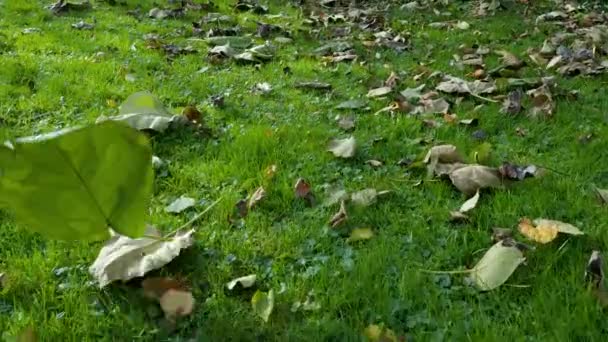 Platteland tuin in de herfst, drone vliegen boven het gras — Stockvideo