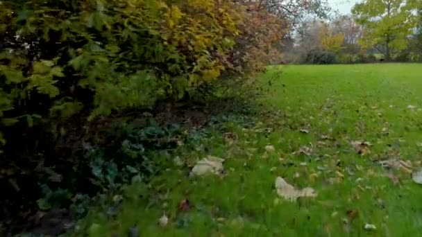 Platteland tuin in de herfst, drone vliegen boven het gras, het vermijden van struiken en roeren tot gevallen bladeren — Stockvideo