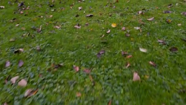 田舎の庭の草の上を飛んでドローン、秋に — ストック動画