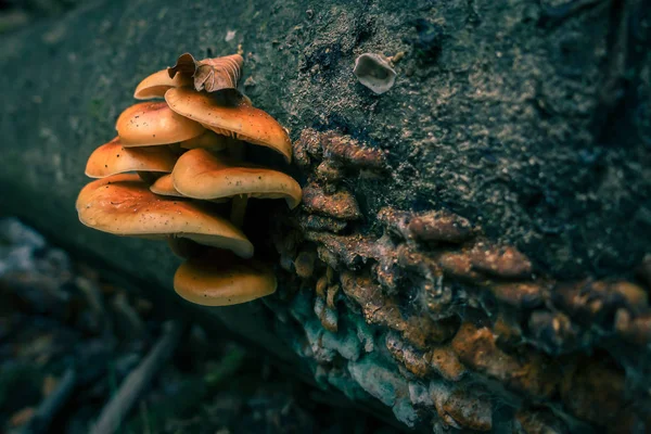 Fungo sul tronco d'albero, macro primo piano — Foto Stock