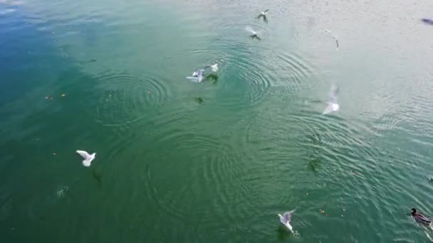 Кормление птиц на реке или озере — стоковое видео