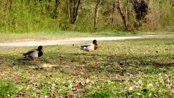 Dva mužské kachny, kachny divoké soutěží k páření samice, divoké soupeření — Stock video