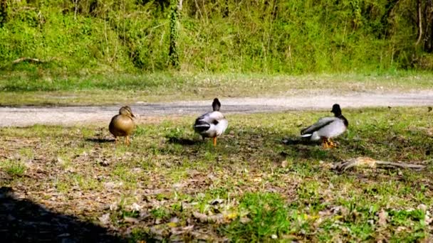 Havuzumda ile kadın, bir yaban hayatı rekabet çiftleşmek için yarışan iki erkek ördek — Stok video