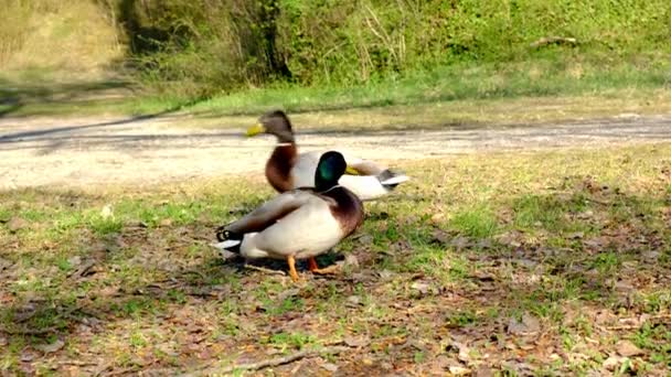 2 男性アヒル、女性、野生動物のライバルとチームメイトに競っているマガモ — ストック動画