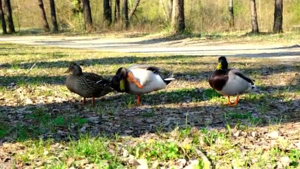 Due anatre maschi, germani reali in competizione per accoppiarsi con una femmina, rivalità con la fauna selvatica — Video Stock