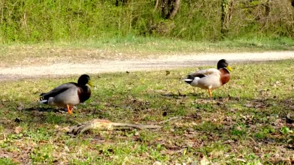 Anatra adulta, germano reale in competizione per accoppiarsi con una femmina, rivalità fauna selvatica, corteggiamento — Video Stock