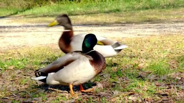 Volwassen eend, mallard concurreren om te paren met een vrouwelijke, wildlife rivaliteit, hofmakerij — Stockvideo