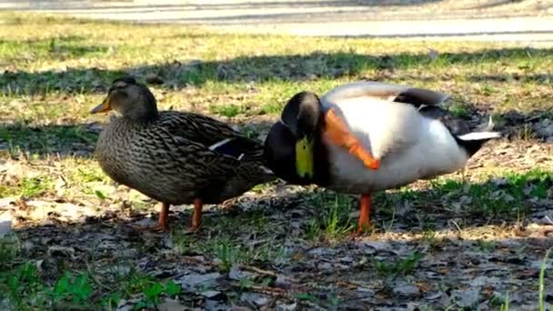 Anatra adulta, germano reale in competizione per accoppiarsi con una femmina, rivalità fauna selvatica, corteggiamento — Video Stock