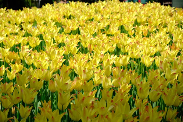 Leuchtend buntes Tulpenbett im Frühling — Stockfoto